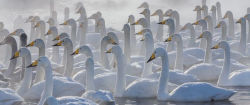 Alternative view 3 of Migrations: Wildlife in Motion