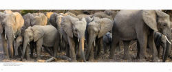 Alternative view 4 of Migrations: Wildlife in Motion
