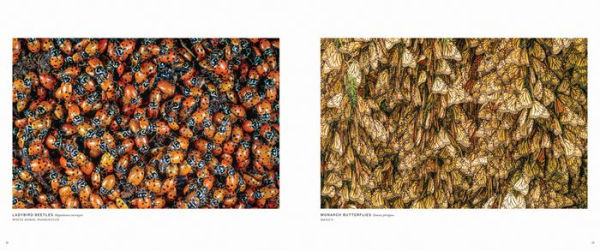 Migrations: Wildlife in Motion