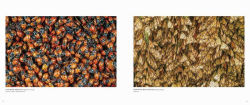 Alternative view 9 of Migrations: Wildlife in Motion