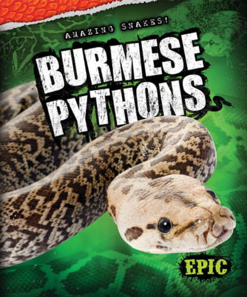 Ball Pythons