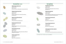 Alternative view 7 of The Chicken Health Handbook, 2nd Edition: A Complete Guide to Maximizing Flock Health and Dealing with Disease