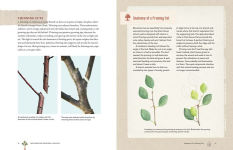 Alternative view 2 of Grow a Little Fruit Tree: Simple Pruning Techniques for Small-Space, Easy-Harvest Fruit Trees