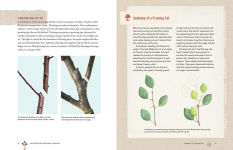 Alternative view 7 of Grow a Little Fruit Tree: Simple Pruning Techniques for Small-Space, Easy-Harvest Fruit Trees