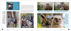Alternative view 11 of Into the Nest: Intimate Views of the Courting, Parenting, and Family Lives of Familiar Birds