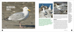 Alternative view 19 of Into the Nest: Intimate Views of the Courting, Parenting, and Family Lives of Familiar Birds