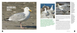 Alternative view 2 of Into the Nest: Intimate Views of the Courting, Parenting, and Family Lives of Familiar Birds