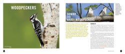 Alternative view 6 of Into the Nest: Intimate Views of the Courting, Parenting, and Family Lives of Familiar Birds