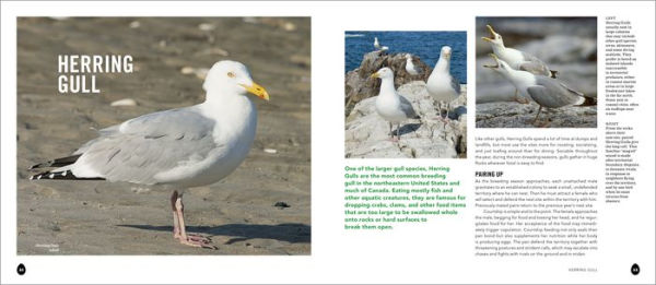 Into the Nest: Intimate Views of the Courting, Parenting, and Family Lives of Familiar Birds