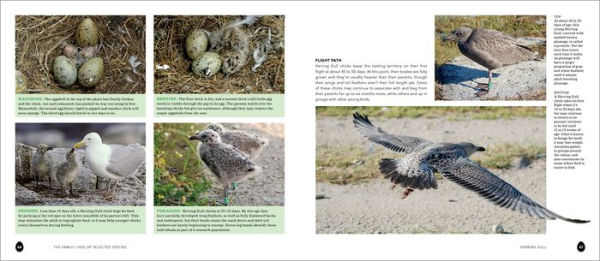 Into the Nest: Intimate Views of the Courting, Parenting, and Family Lives of Familiar Birds