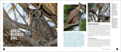 Alternative view 10 of Into the Nest: Intimate Views of the Courting, Parenting, and Family Lives of Familiar Birds