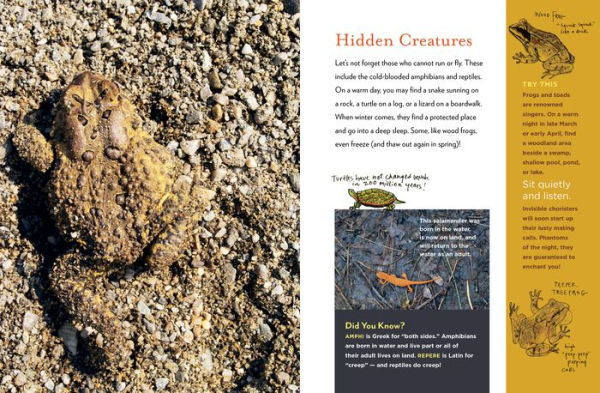 The Curious Nature Guide: Explore the Natural Wonders All Around You