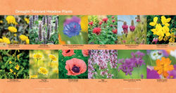 Alternative view 2 of Mini Meadows: Grow a Little Patch of Colorful Flowers Anywhere around Your Yard
