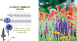 Alternative view 3 of Mini Meadows: Grow a Little Patch of Colorful Flowers Anywhere around Your Yard