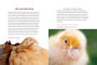 Alternative view 14 of How to Speak Chicken: Why Your Chickens Do What They Do & Say What They Say