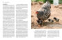 Alternative view 11 of Storey's Guide to Raising Chickens, 4th Edition: Breed Selection, Facilities, Feeding, Health Care, Managing Layers & Meat Birds