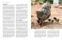Alternative view 5 of Storey's Guide to Raising Chickens, 4th Edition: Breed Selection, Facilities, Feeding, Health Care, Managing Layers & Meat Birds
