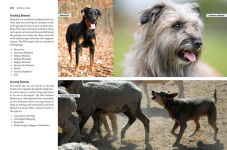Alternative view 7 of Storey's Guide to Raising Sheep, 5th Edition: Breeding, Care, Facilities