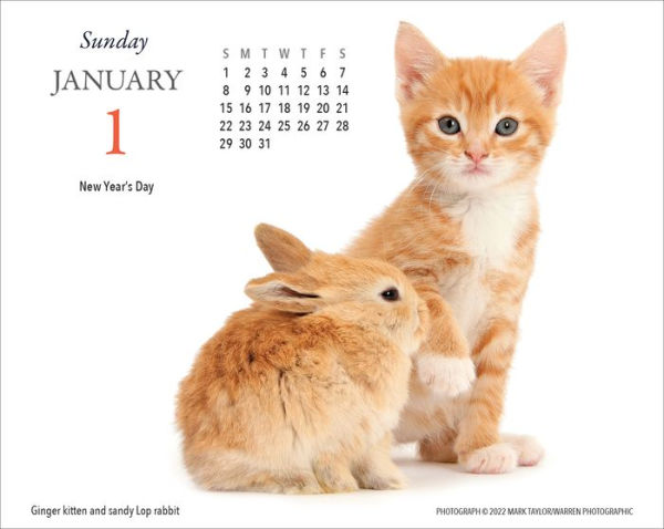 2023 Kittens And Friends Desk Calendar By Gladstone Media Corporation