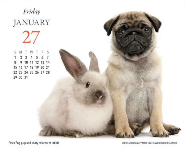 2023 Puppies & Friends Desk Calendar by Gladstone Media | Barnes & Noble® 2023 Puppies & Friends Desk Calendar by Gladstone Media | Barnes & Noble®