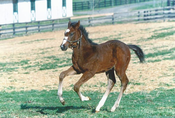 Alexandra the Great: The Story of the Record-Breaking Filly Who Ruled the Racetrack