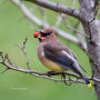 Alternative view 6 of Birding at the Bridge: In Search of Every Bird on the Brooklyn Waterfront