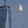 Alternative view 8 of Birding at the Bridge: In Search of Every Bird on the Brooklyn Waterfront