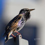 Alternative view 9 of Birding at the Bridge: In Search of Every Bird on the Brooklyn Waterfront