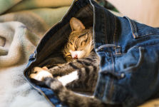 Alternative view 7 of The Handbook for a Happy Cat: Speak Their Language, Decode Their Quirks, and Meet Their Needs - So They'll Love You Back!