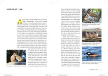Alternative view 3 of Find More Birds: 111 Surprising Ways to Spot Birds Wherever You Are