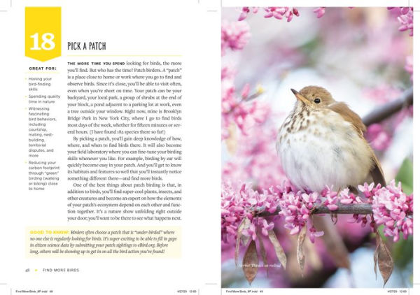 Hey, Bird! You Lost Something! How to Identify Feathers – BWD Magazine