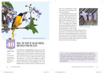 Alternative view 5 of Find More Birds: 111 Surprising Ways to Spot Birds Wherever You Are