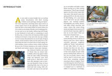 Alternative view 8 of Find More Birds: 111 Surprising Ways to Spot Birds Wherever You Are
