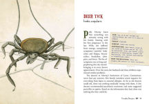 Alternative view 6 of Wicked Bugs (Young Readers Edition): The Meanest, Deadliest, Grossest Bugs on Earth