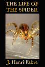 The Life of the Spider