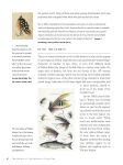 Alternative view 11 of The History of Fly-Fishing in Fifty Flies
