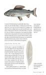 Alternative view 12 of The History of Fly-Fishing in Fifty Flies