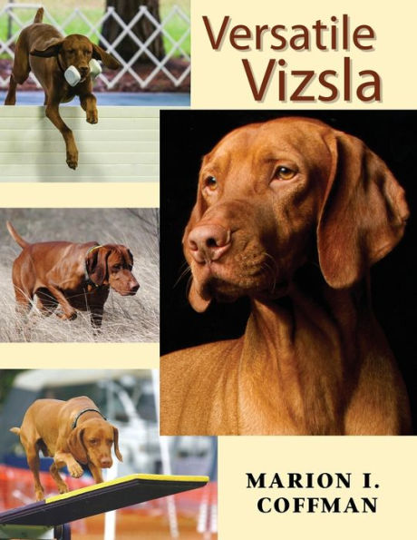 Versatile Vizsla