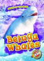 Beluga Whales