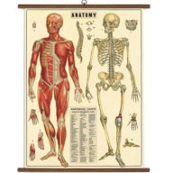 Title: Anatomy Vintage School Chart