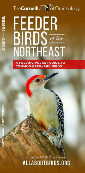 Feeder Birds of the Northeast
