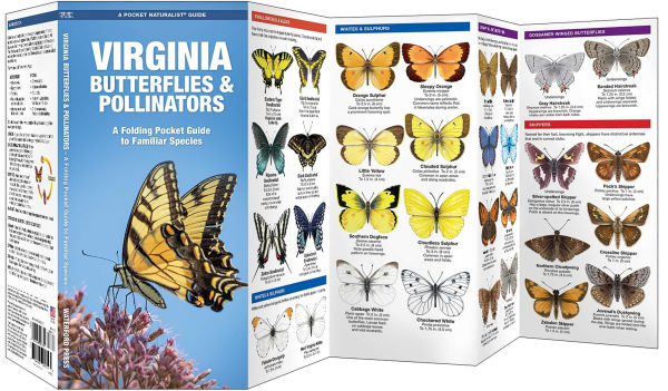 Virginia Butterflies & Pollinators