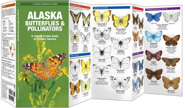 Alaska Butterflies & Pollinators