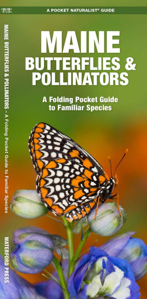 Maine Butterflies & Pollinators