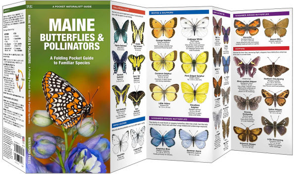 Maine Butterflies & Pollinators