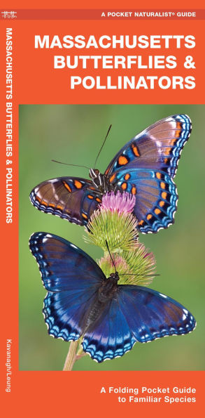 Massachusetts Butterflies & Pollinators: A Folding Pocket Guide to Familiar Species