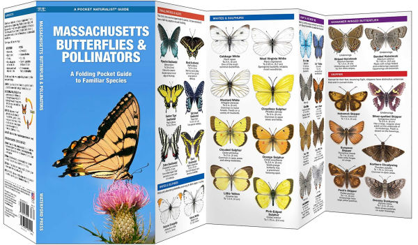 Massachusetts Butterflies & Pollinators