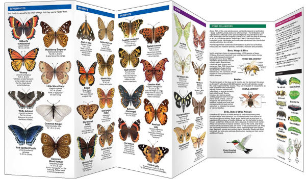 Massachusetts Butterflies & Pollinators