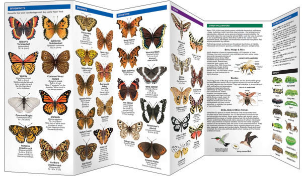 Montana Butterflies & Pollinators