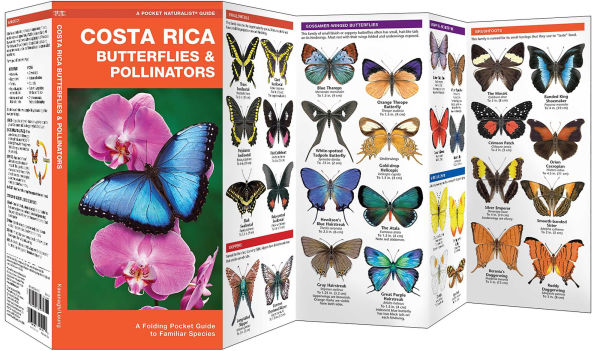Costa Rica Butterflies & Pollinators